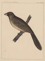 Vögel, Tafel XXX, 1855